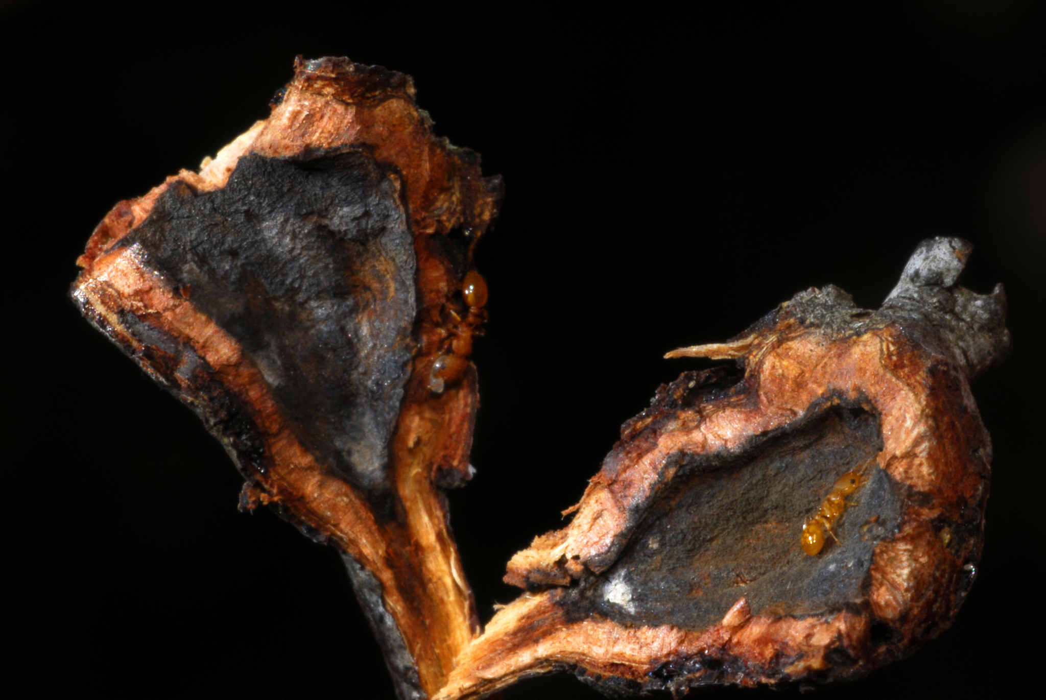 Nesomyrmex spininodis