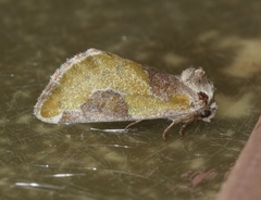 Chalcopasta fulgens