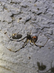 Latrodectus geometricus
