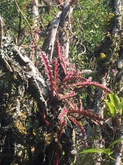 Lepismium cruciforme