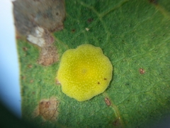 Andricus pattersonae