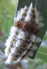 Megalopyge defoliata