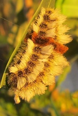 Megalopyge defoliata
