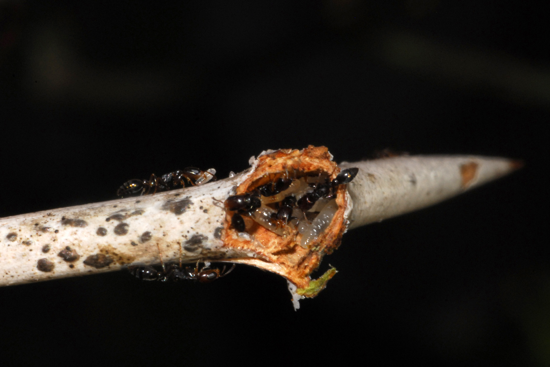 Pseudomyrmex acanthobius