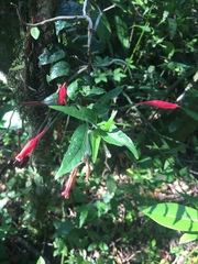 Ruellia angustiflora