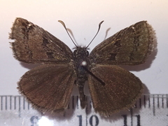 Erynnis marloyi