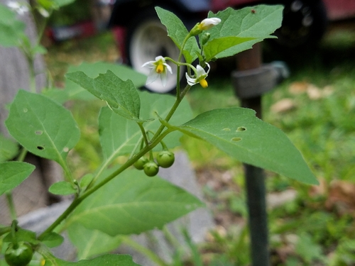 eastern black nightshade (Solanum ptychanthum)