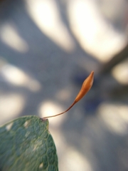 Andricus pedicellatus