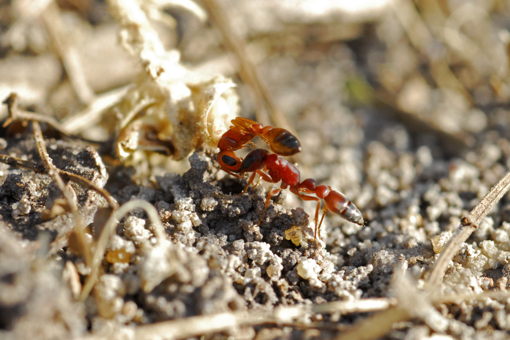 Pseudomyrmex denticollis
