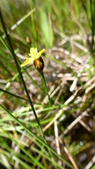 Xyris montana