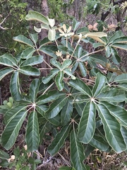 Didymopanax macrocarpus