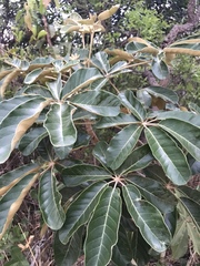 Didymopanax macrocarpus