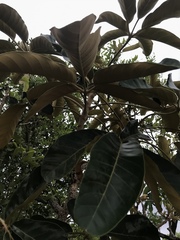 Didymopanax macrocarpus