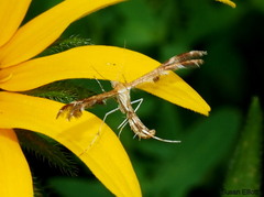 Oxyptilini