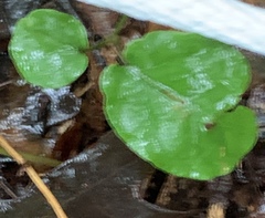 Desmodium rotundifolium