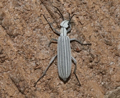 Epicauta costata