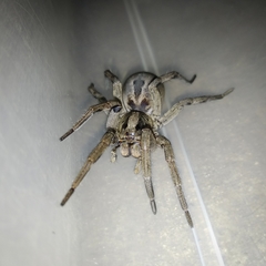 Lycosa erythrognatha