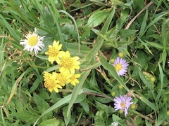 Arnica longifolia