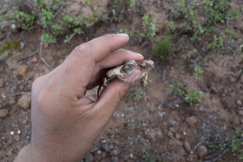 Roundtail Horned Lizard
