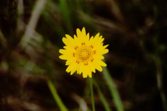 Coreopsis nuecensis