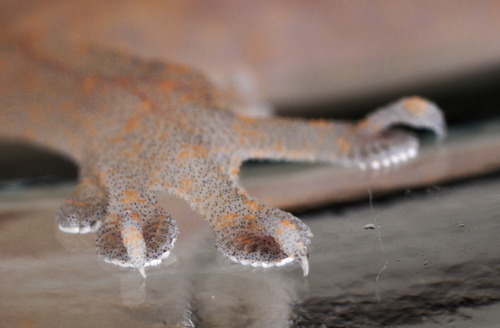 Common Four-clawed Gecko