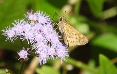 Hylephila phyleus