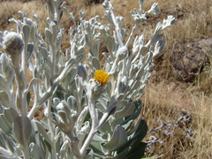 Hazardia detonsa