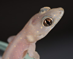 Stump-Toed Gecko photo 3