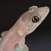 Common Four-clawed Gecko - Photo (c) portioid, some rights reserved (CC BY-SA)
