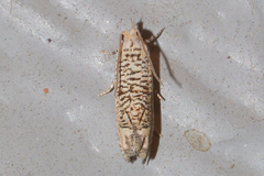 Eucosma argutipunctana