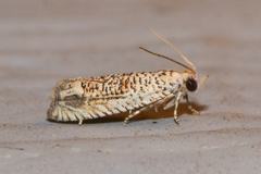 Eucosma argutipunctana