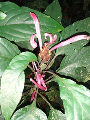 Justicia carnea