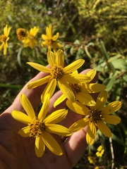Helianthus schweinitzii