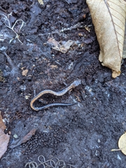 Plethodon shenandoah