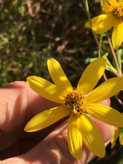 Helianthus schweinitzii