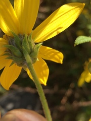 Helianthus schweinitzii