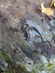 Plethodon shenandoah