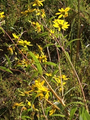 Helianthus schweinitzii