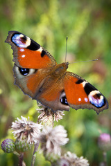 Aglais io