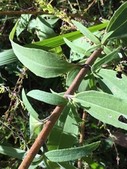 Helianthus schweinitzii