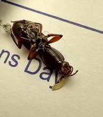 Stenomorphus californicus rufipes