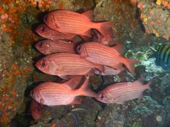 Panamic Soldierfish photo 2