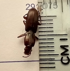 Stenomorphus californicus rufipes