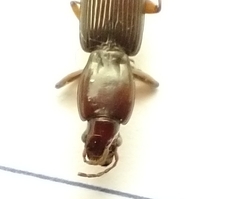 Stenomorphus californicus rufipes