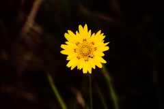 Coreopsis nuecensis