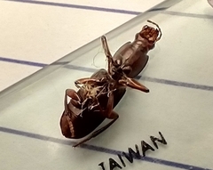 Stenomorphus californicus rufipes