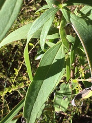 Helianthus schweinitzii