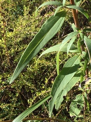 Helianthus schweinitzii
