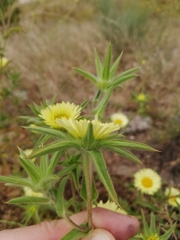 Pallenis spinosa
