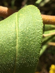 Helianthus schweinitzii